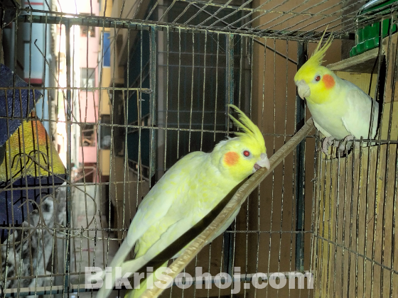 Cockatiel